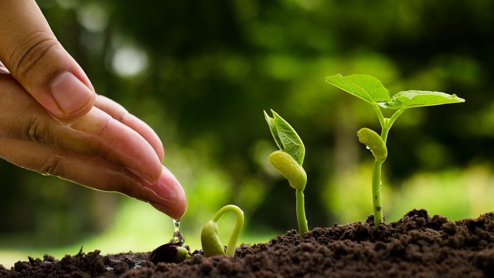 Mentoring — nurturing growth